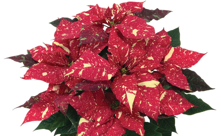 ポインセチア　プリメーロファミリー