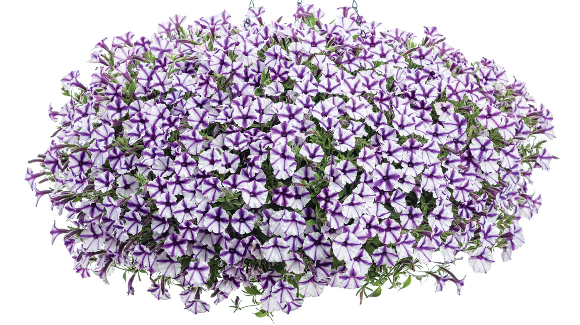 ペチュニア スーパーチュニア｜WEBカタログ｜未来アグリス株式会社