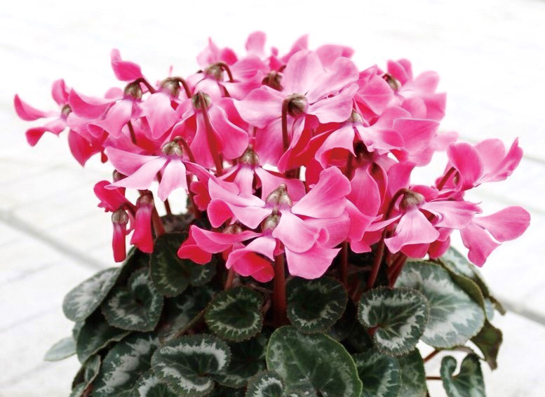 シクラメン リトルマタドール シリーズ｜WEBカタログ｜未来アグリス