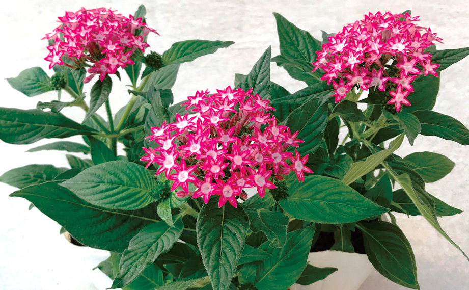 ペンタス F1　ギャラクシー シリーズ