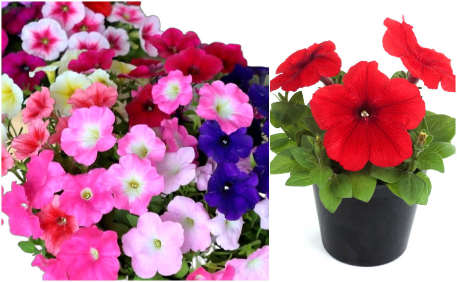 ペチュニア　エコチュニア シリーズ