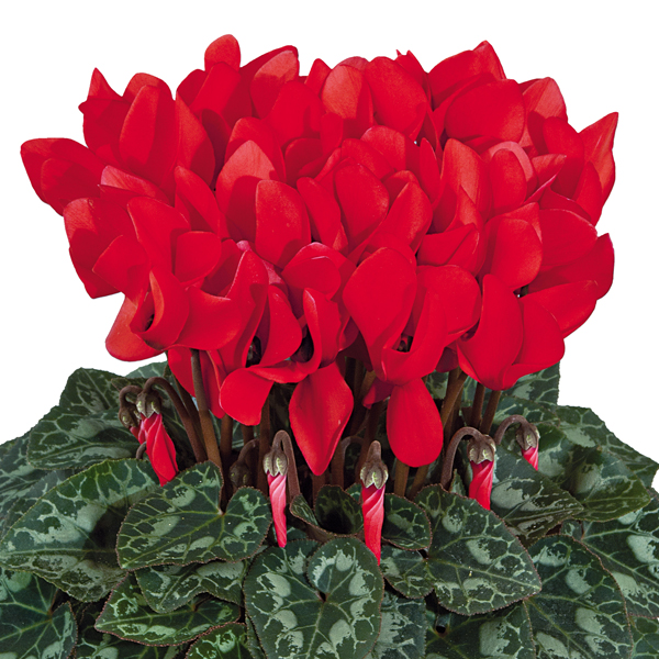 大輪ガーデンシクラメン 種子込みプラグ苗企画｜WEBカタログ｜未来