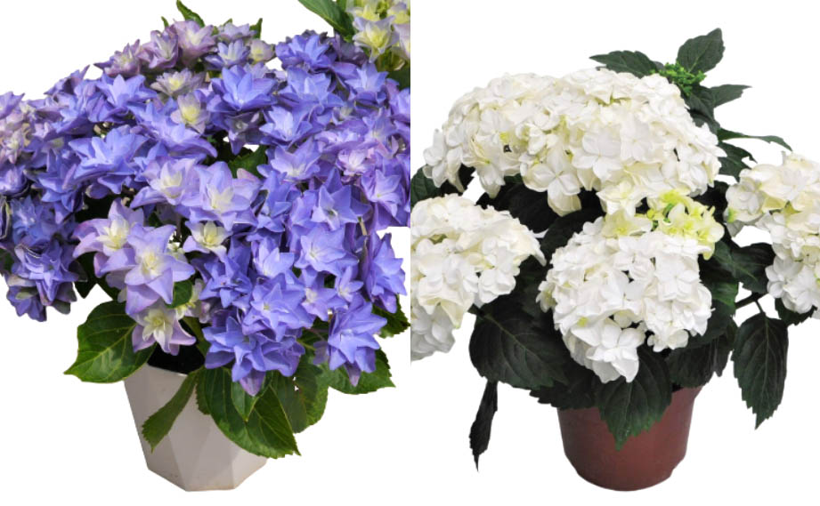 ハイドランジア ダブルダッチ｜WEBカタログ｜未来アグリス株式会社