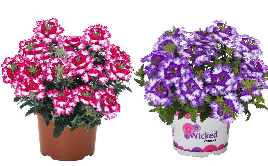 バーベナ　ウィキッド