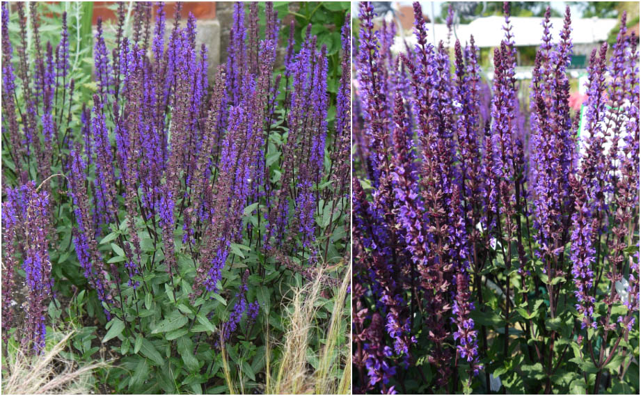 サルビア カラドンナ｜WEBカタログ｜未来アグリス株式会社未来アグリス株式会社農と園芸の実りのために