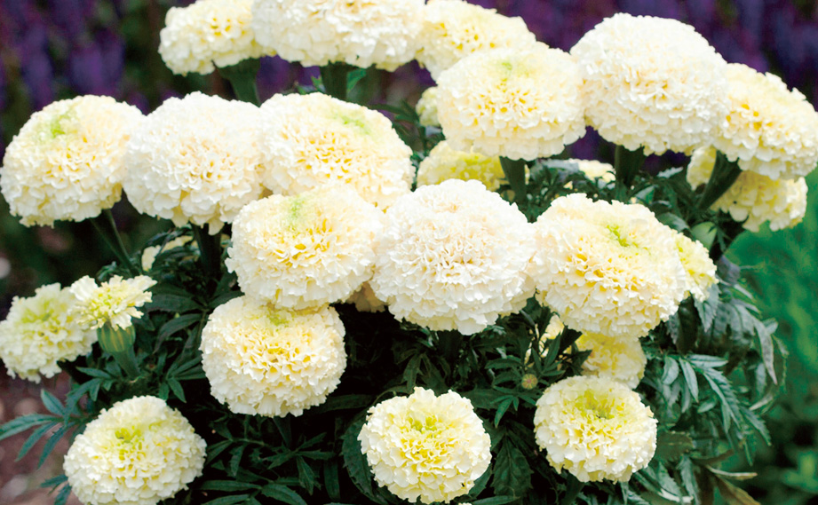 マリーゴールド アフリカン　ホワイトゴールド マックス