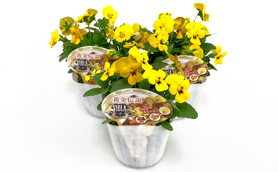 ビオラ 黄金伝説｜WEBカタログ｜未来アグリス株式会社|未来アグリス