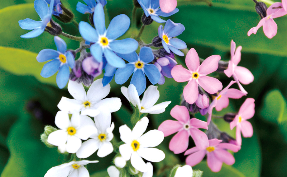 勿忘草になります。 51y7TzWi8oL._AC_UF350,