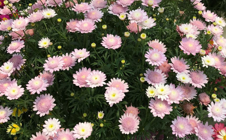 マーガレット　スウィートピンク