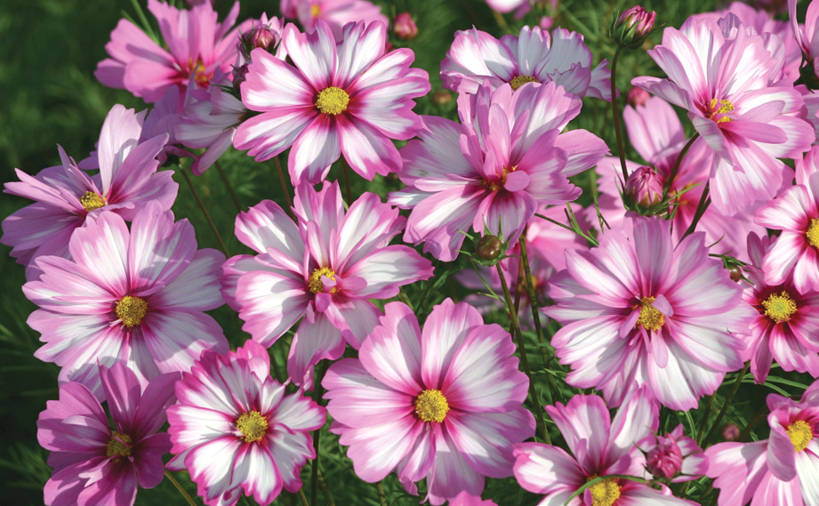 コスモス カプリオーラ｜WEBカタログ｜未来アグリス株式会社|未来