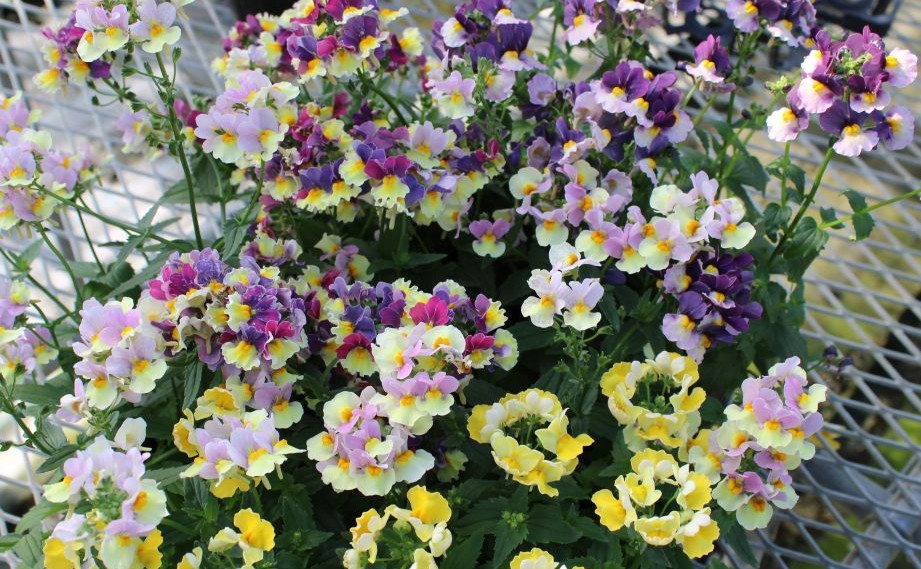 ネメシア　ミライネメシア