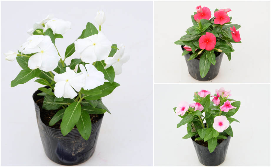 ビンカ F1　タイタニウム