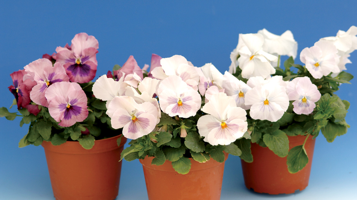 パンジー F1 デルタ シリーズ｜WEBカタログ｜未来アグリス株式会社