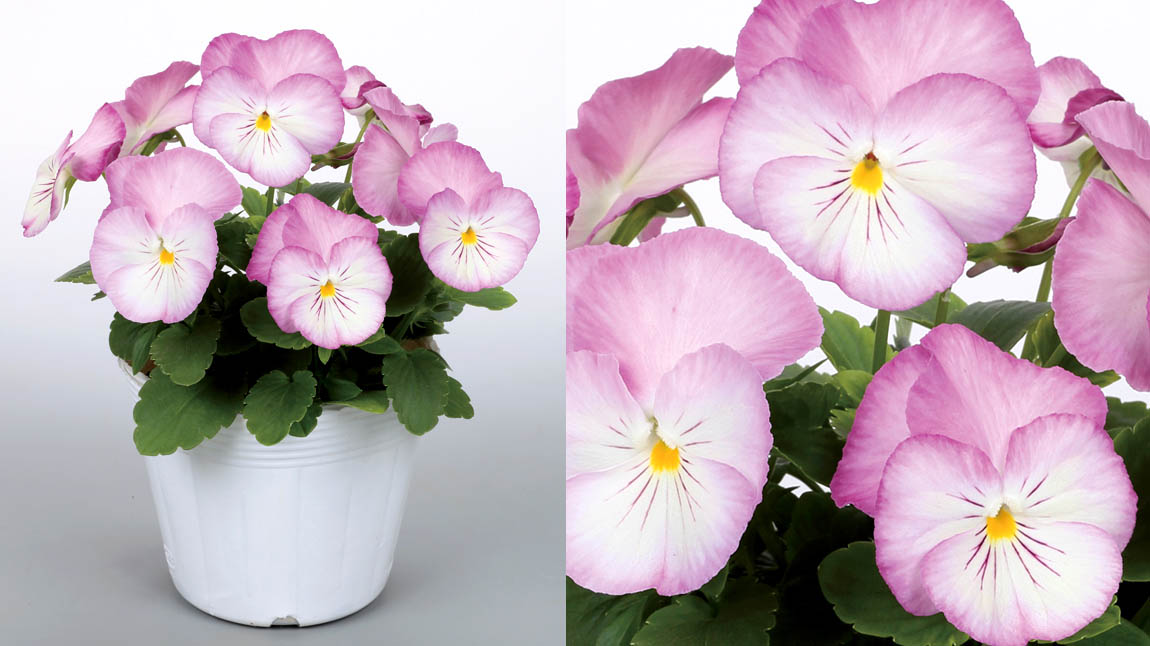 パンジー 虹色スミレ シリーズ｜WEBカタログ｜未来アグリス株式会社