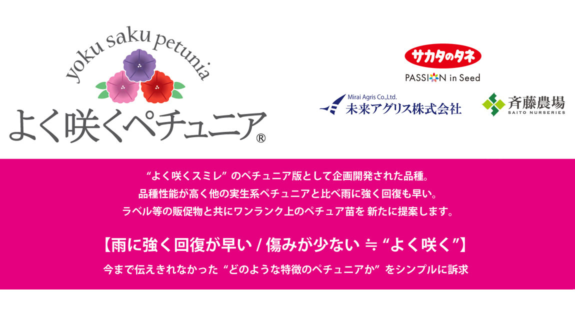 ペチュニア よく咲くペチュニア バカラiQ シリーズ｜WEBカタログ｜未来