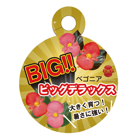 ベゴニア センパフローレンス F1 ビッグデラックス シリーズ｜WEB