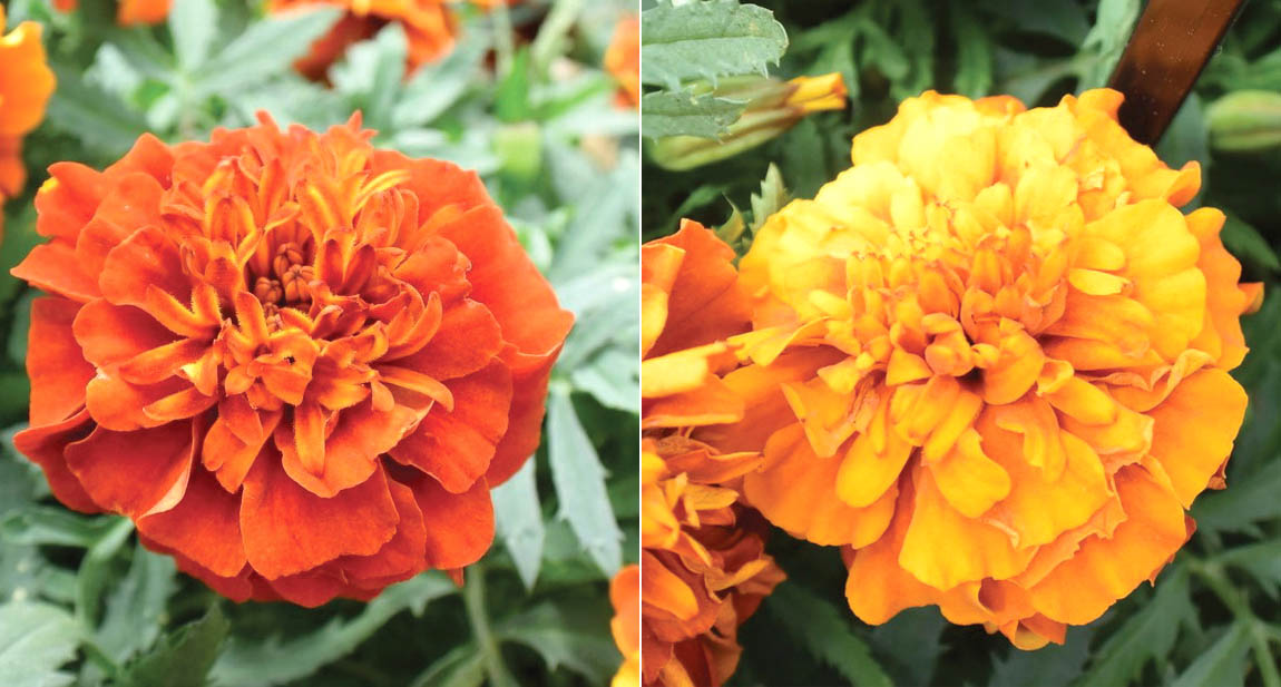 マリーゴールド フレンチ ファイヤーボール｜WEBカタログ｜未来