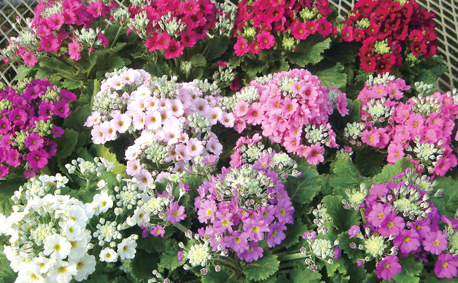 プリムラ マラコイデス　ニュー富士