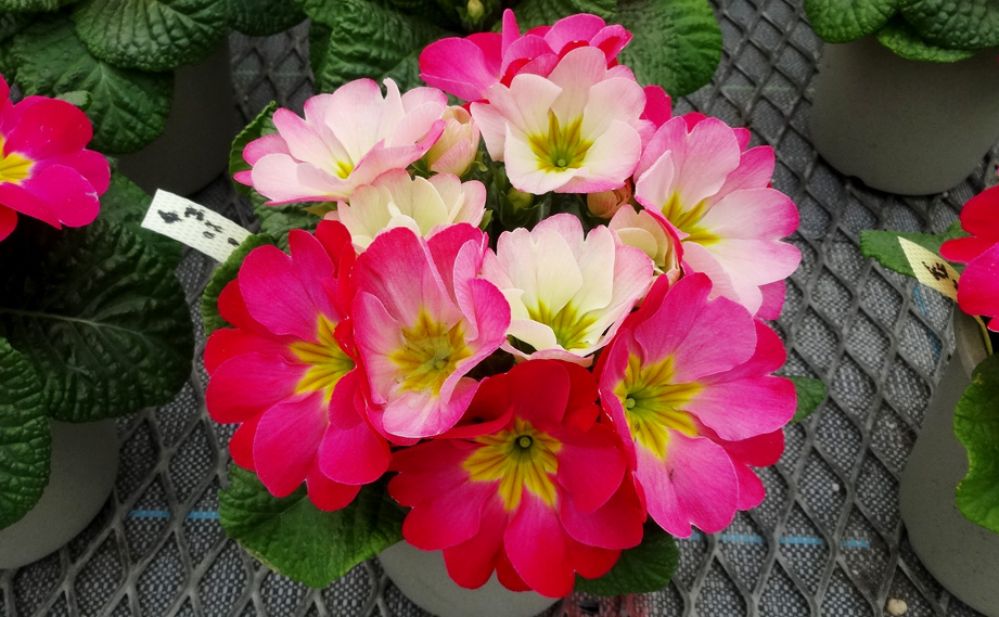 プリムラ　ちぇりーちぇりー