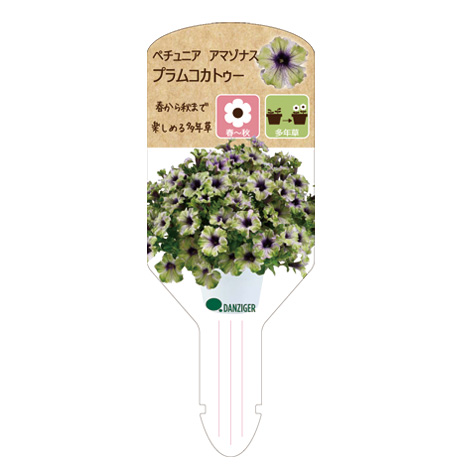 ペチュニア アマゾナス プラムコカトゥー｜WEBカタログ｜未来アグリス