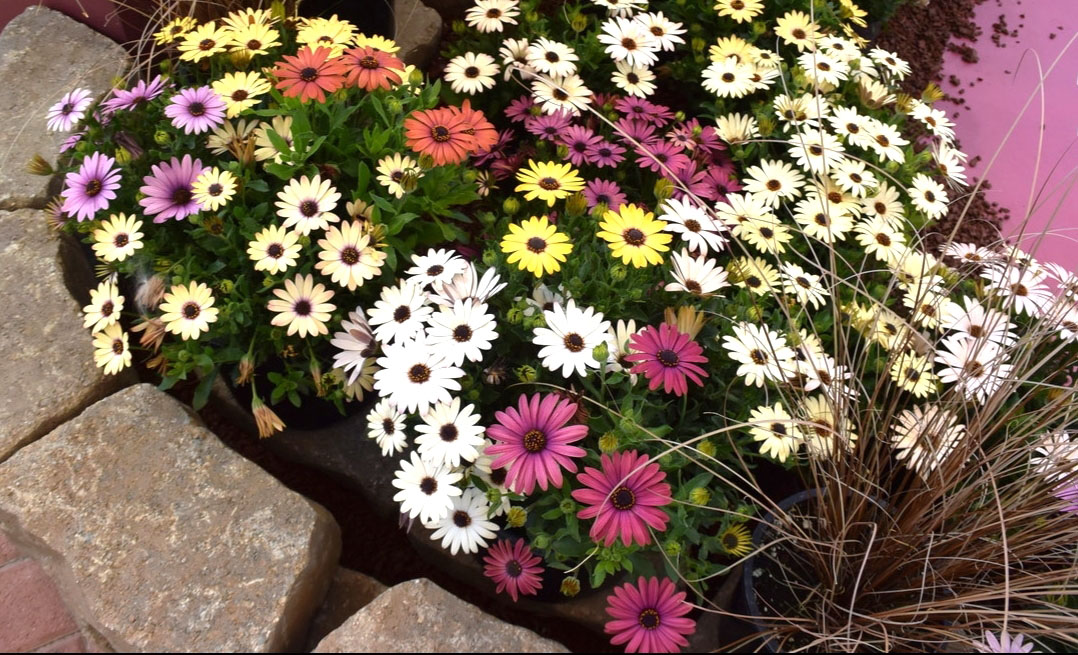 オステオスペルマム F1　アキラ シリーズ