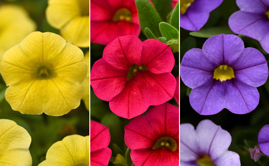 カリブラコア　サンバ