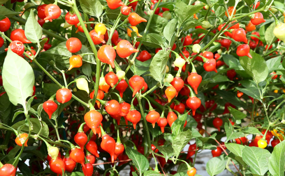 トウガラシ ビキーニョ｜WEBカタログ｜未来アグリス株式会社