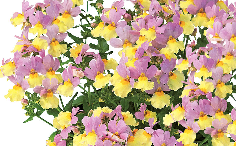 ネメシア　アロマンス シリーズ