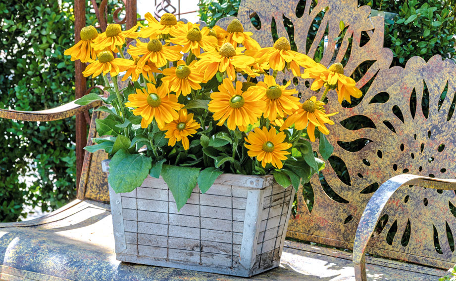 ルドベキア　アマリロゴールド