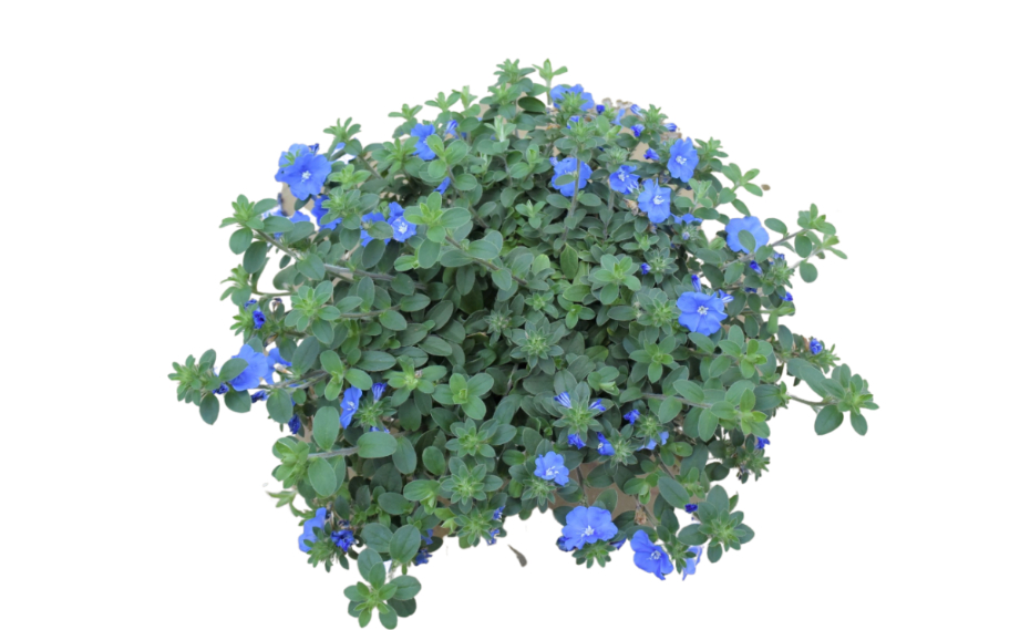 エボルブルス　ブルーラグーン