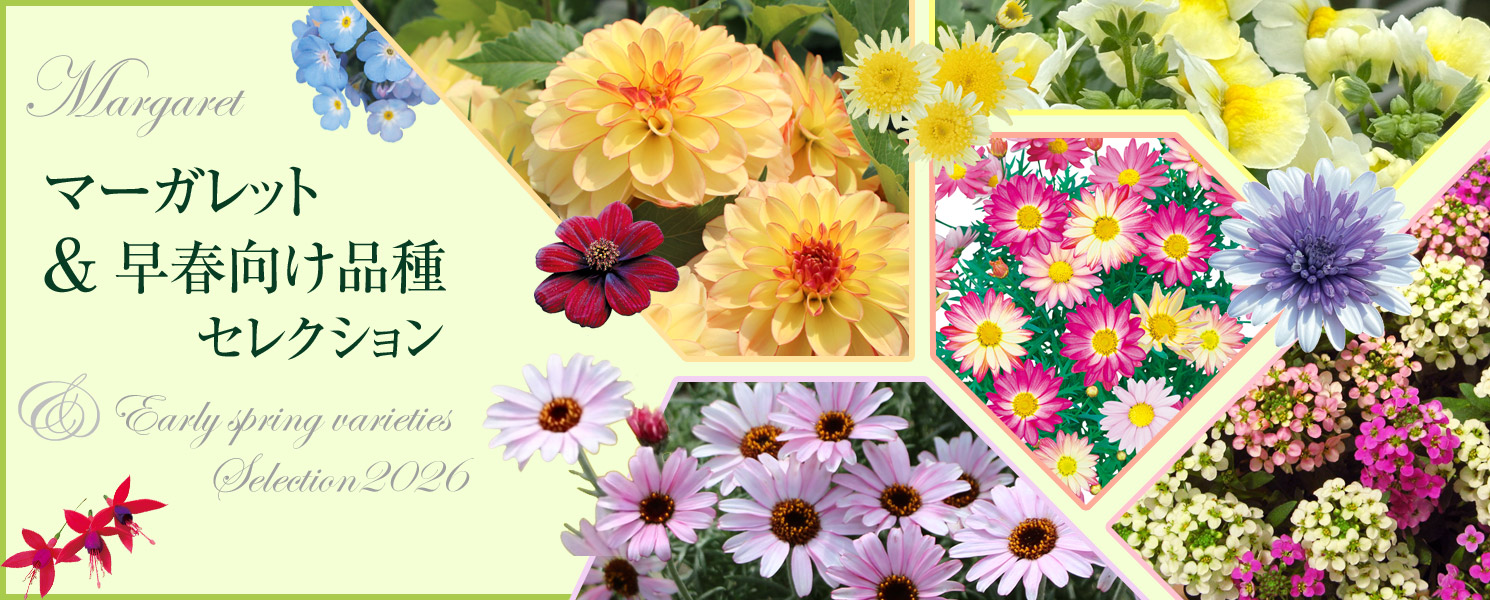 マーガレット＆早春向け品種セレクション2026