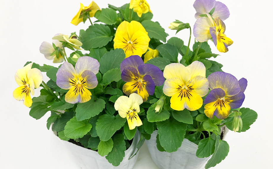 廃盤　新品未使用　中古品　アオラ3.5号&4号　まとめ売り 楽天市場】【レビューで2000円クーポン】【10％OFFクーポン対象