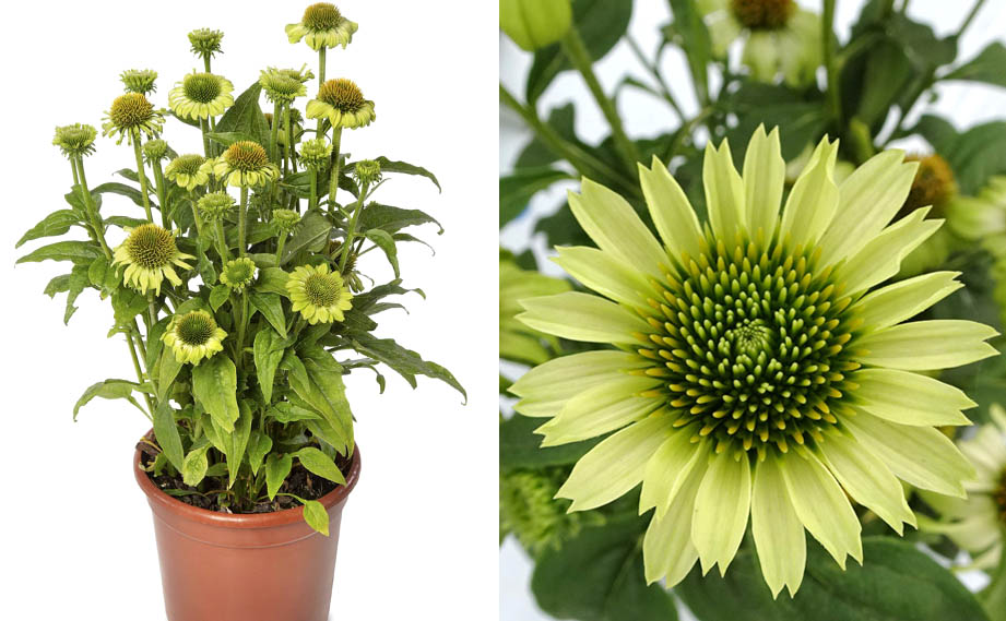 エキナセア　プレーリーブレイズ