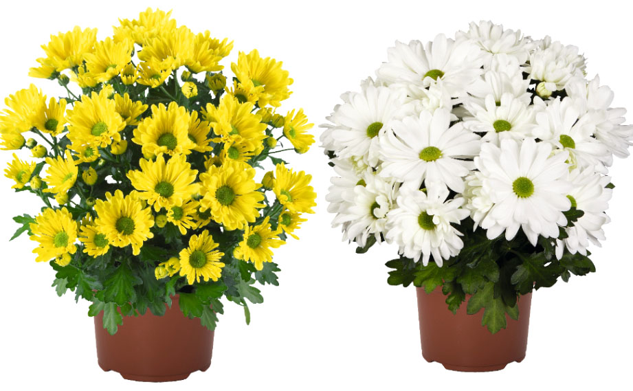 ポットマム　ブリーズ シリーズ