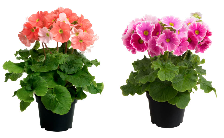 プリムラ オブコニカ F1　タッチミー ミニ シリーズ