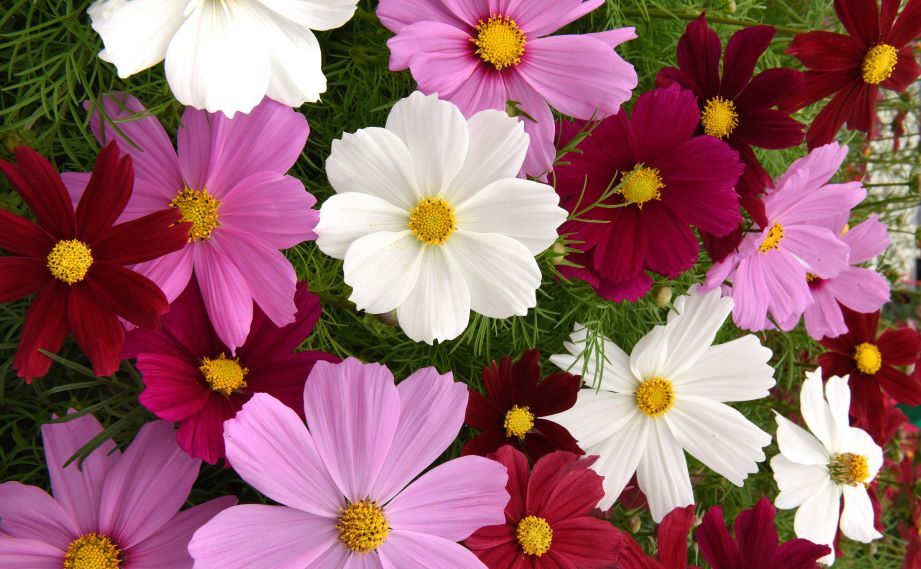 コスモス ソナタ シリーズ｜WEBカタログ｜未来アグリス株式会社|未来