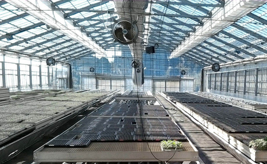 野菜接ぎ木苗 群馬農場｜WEBカタログ｜未来アグリス株式会社|未来