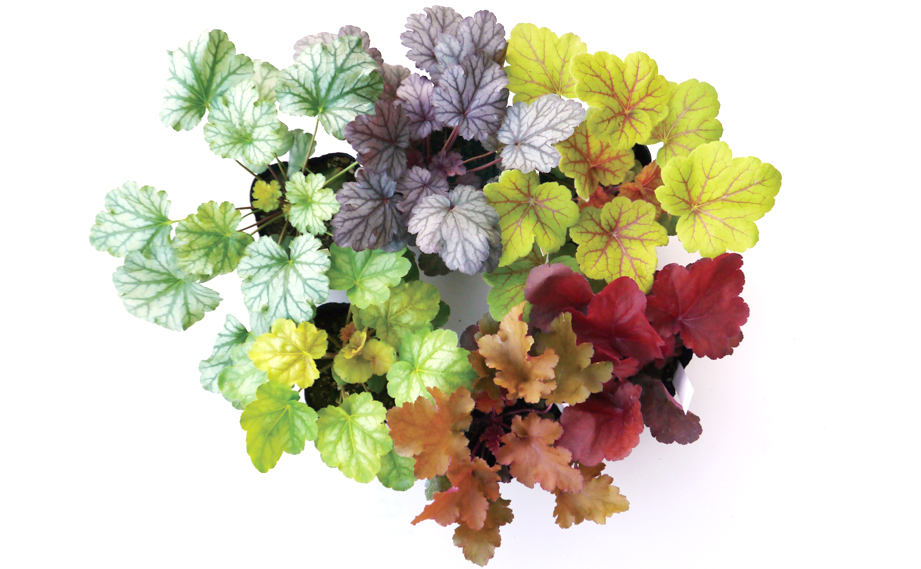 ヒューケラ　プレミアムコレクション