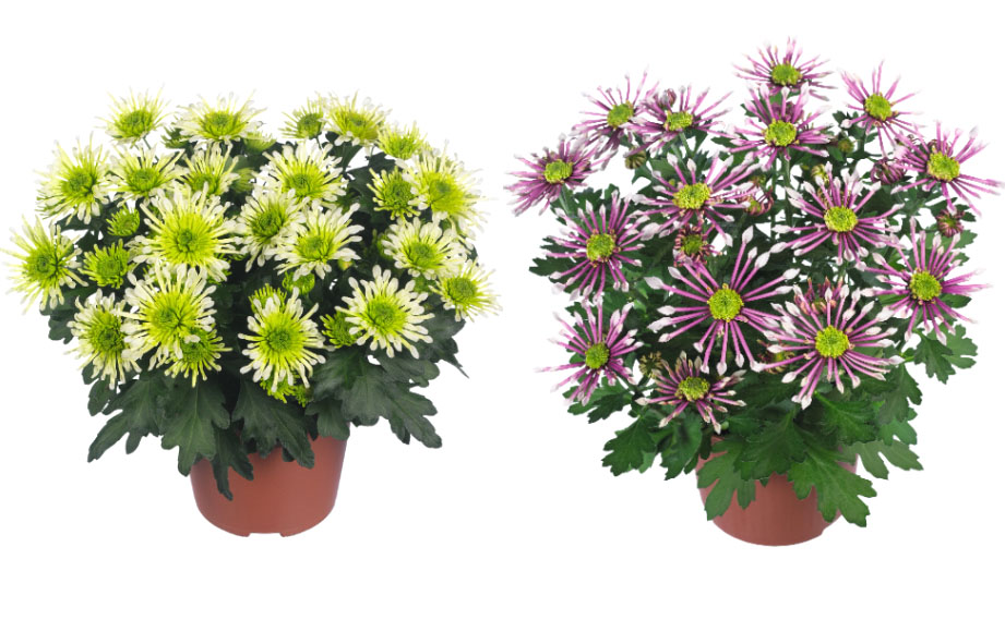 ポットマム　スプラッシュ シリーズ