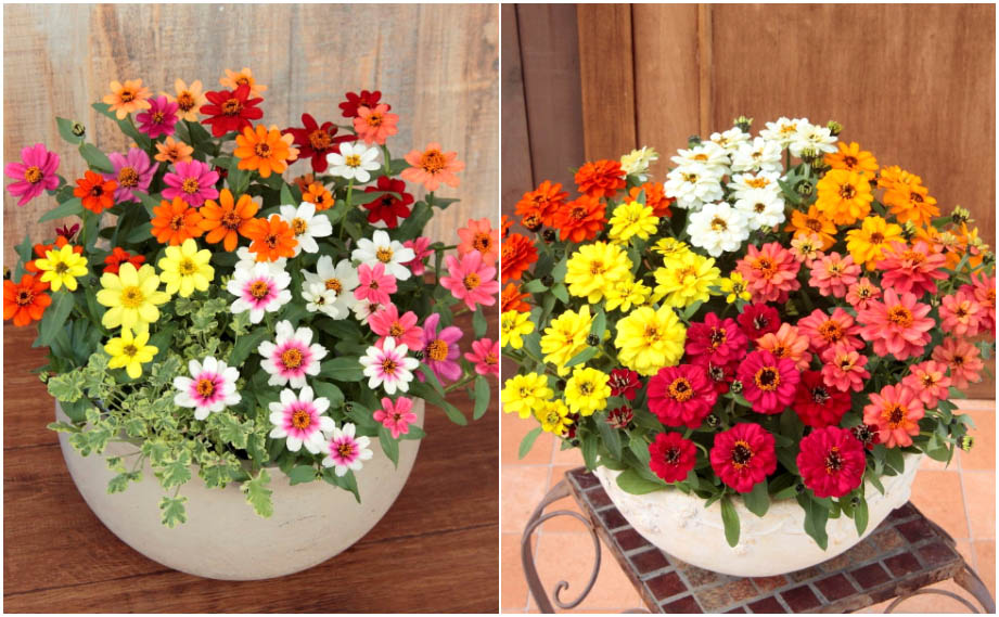 ジニア　プロフュージョン シリーズ