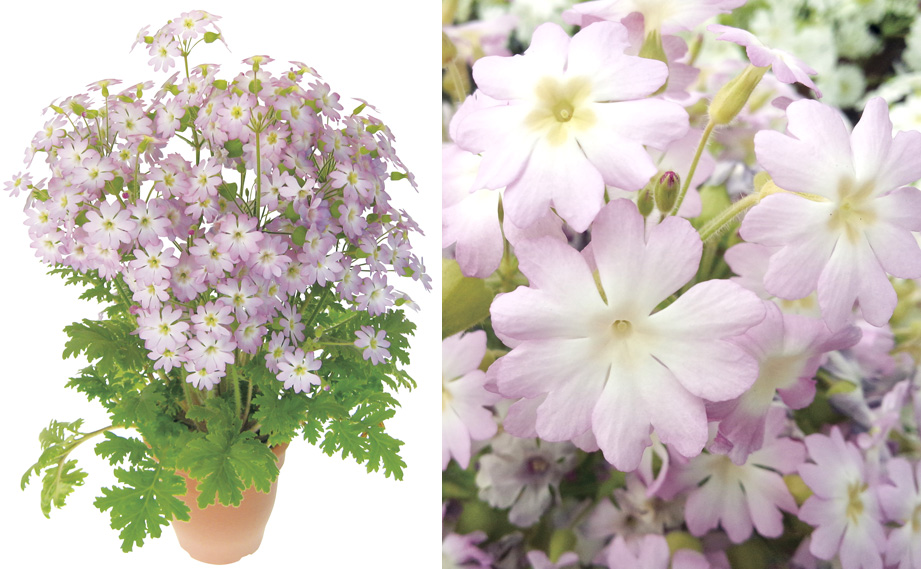 プリムラ　雲南サクラソウ チュチュオーロラ