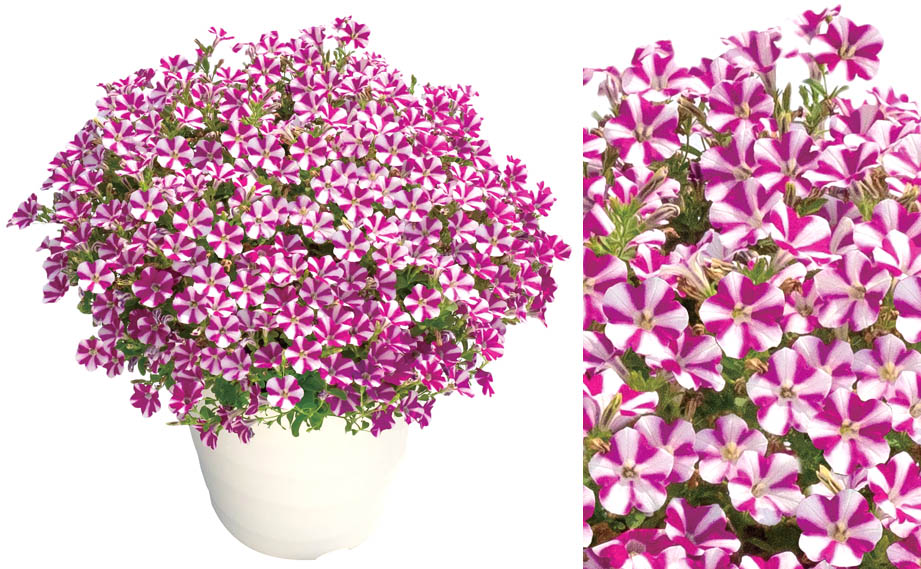 h*i様 19 激レア 超大株 アデニア ペチュエリー 現地球 鮮度抜群