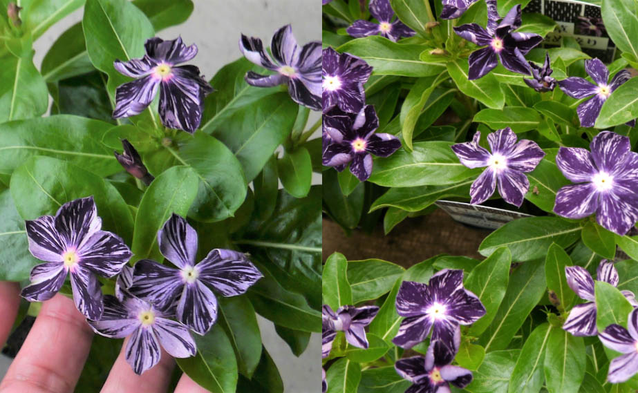 絞り染め、秘めたる花 絞り染め、秘めたる花 絞り染め、秘めたる花 絞り染め、秘めたる花