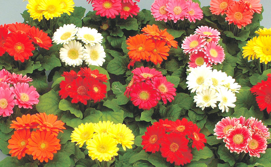 ガーベラ ハヤカワミニ｜WEBカタログ｜未来アグリス株式会社|未来