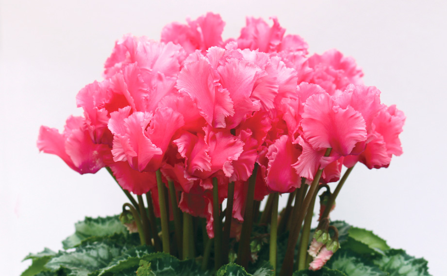 シクラメン F1 レジーナ シリーズ｜WEBカタログ｜未来アグリス株式会社