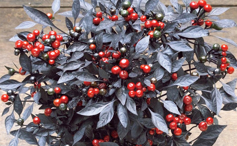 カプシカム　オニキスレッド