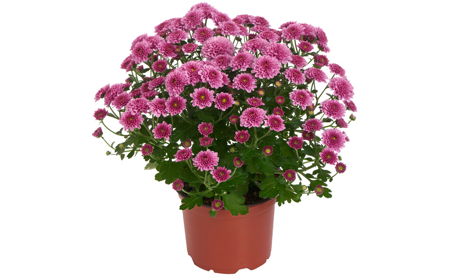 ガーデンマム　アレクシア シリーズ