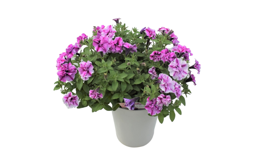 ペチュニア 万葉の美　桃ふたえ