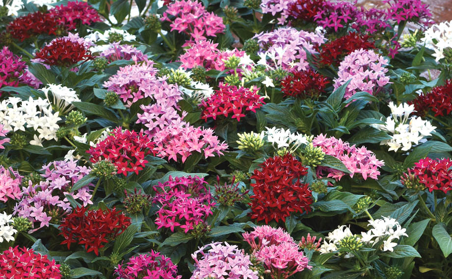 228☆ラッキースター zz-A2859FB114_02-2.jpg?1752746803