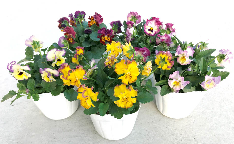 ビオラ ソワレ シリーズ｜WEBカタログ｜未来アグリス株式会社|未来